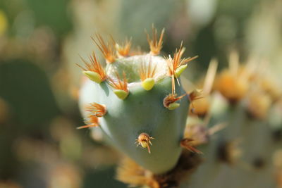 Close-up of prickly pear cactus