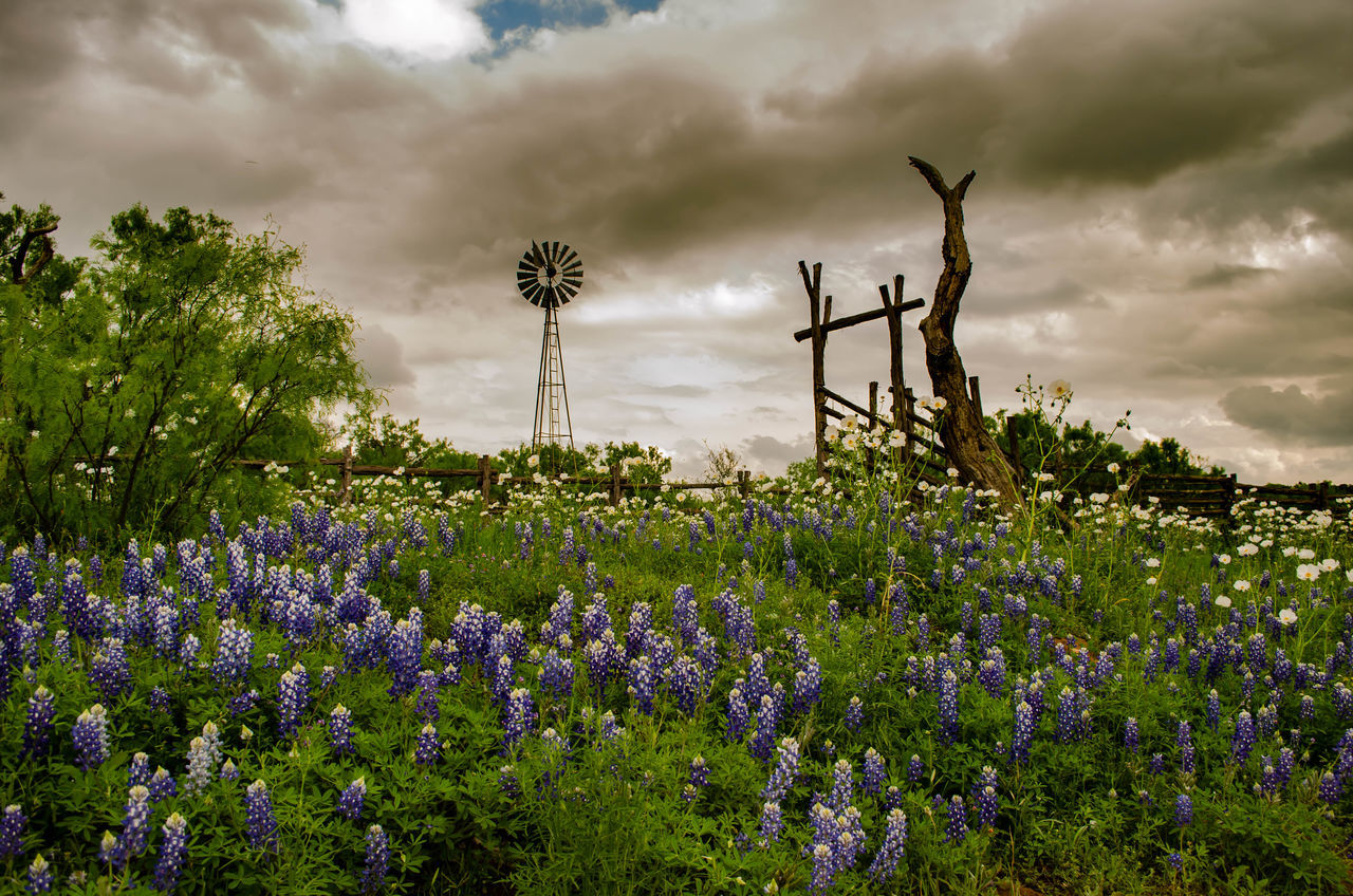 nature, plant, flower, cloud, flowering plant, sky, field, environment, meadow, land, beauty in nature, grass, landscape, wildflower, purple, rural area, prairie, freshness, growth, no people, scenics - nature, rural scene, outdoors, sunlight, tree, dramatic sky, non-urban scene, sunset, social issues, tranquility, lavender