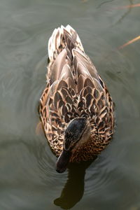 High angle view of duck swimming in lake