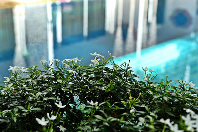 Close-up of plants against swimming pool