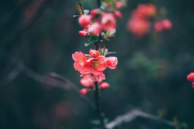 Close-up of flowers blooming outdoors