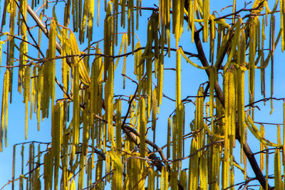 Low angle view of bamboo trees in forest