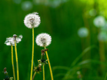 Close-up of dandelion flower on field