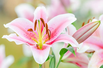 Close-up of pink lily