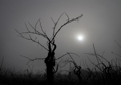 Silhouette bare tree against sky at night