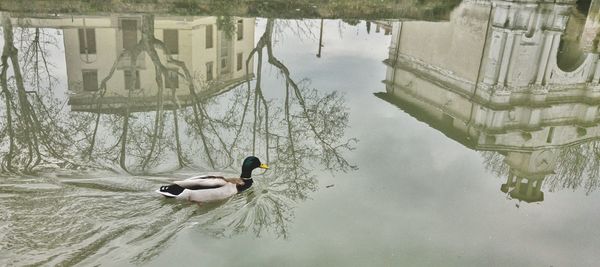 Panoramic view of mallard duck swimming in pond