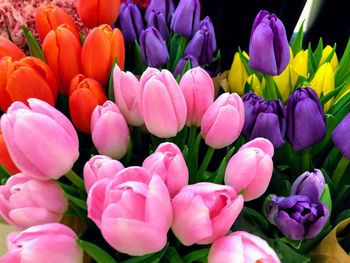 Close-up of pink tulips