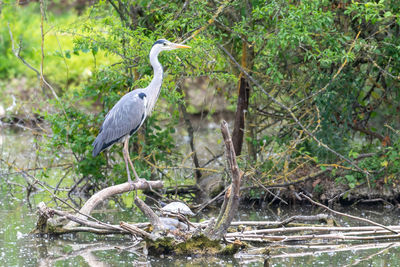 Bird perching on a tree