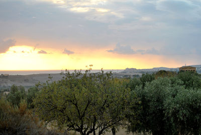 Plants growing on land against sky during sunset