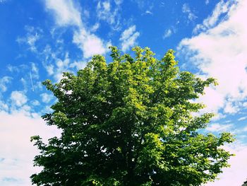 Low angle view of tree against sky