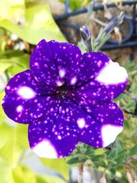 Close-up of purple flower