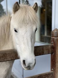 Islandic Horse