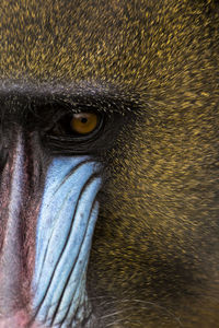 Close-up of mandrill