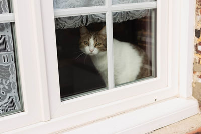 Cat looking through window