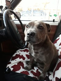 Dog looking through car