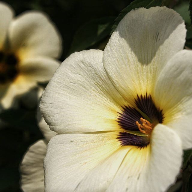 flower, petal, flower head, fragility, close-up, freshness, beauty in nature, growth, nature, single flower, white color, stamen, focus on foreground, pollen, blooming, macro, in bloom, plant, natural pattern, selective focus