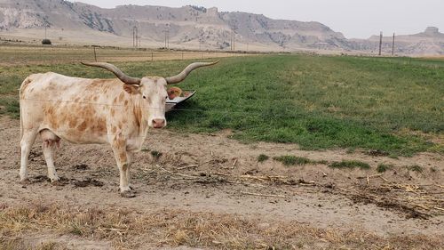 Cows in a field