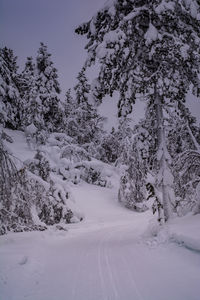 Trees on snow covered landscape