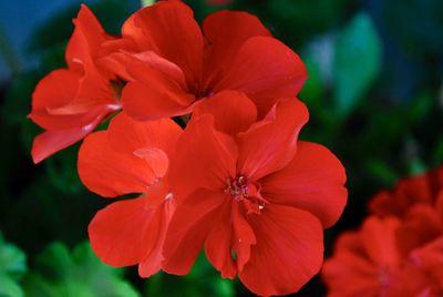 Close-up of red flowering plant