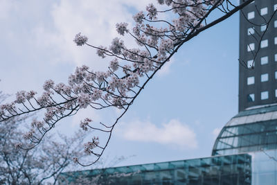 Low angle view of cherry tree against building