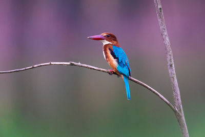 Close-up of bird perching on branch