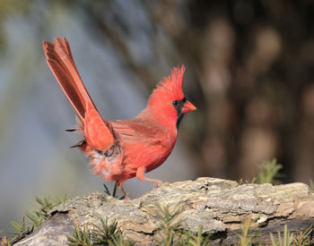 Close-up of bird perching on rock