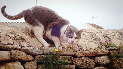 Portrait of stray cat on surrounding wall against clear sky