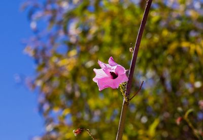 Close-up of pink flowers