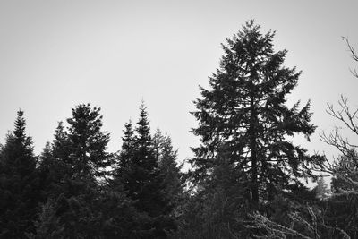 Low angle view of trees against clear sky