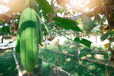 Close-up of fresh green plant