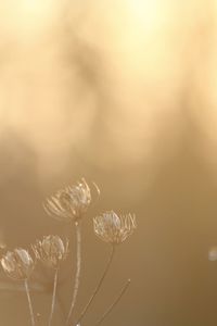 Close-up of dry plant