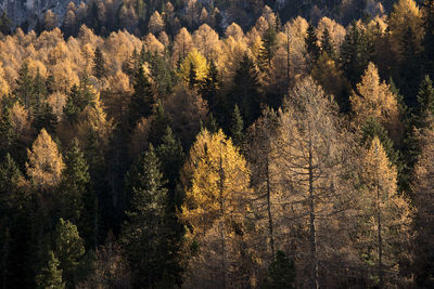 Pine trees in forest