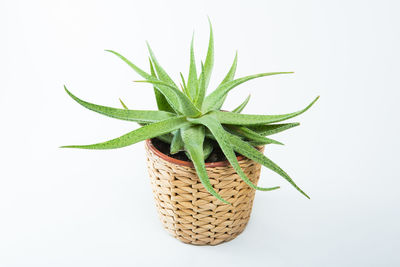 Close-up of plant against white background