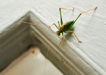 Close-up of insect