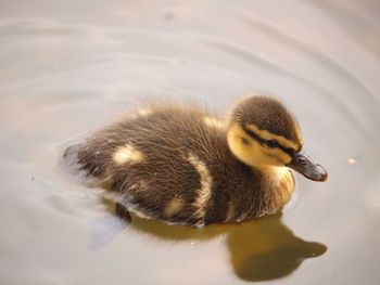 Close-up of duck swimming in lake