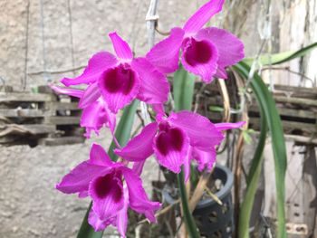 Close-up of pink flowers blooming outdoors