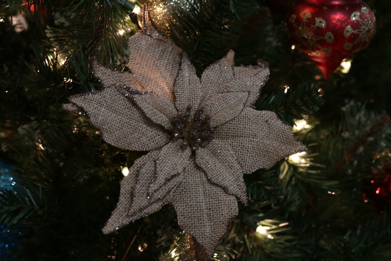 CLOSE-UP OF CHRISTMAS TREE AGAINST STAR SHAPE AT NIGHT