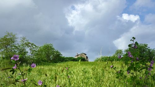 Plants growing on field