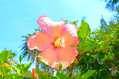 Close-up of pink hibiscus blooming against sky