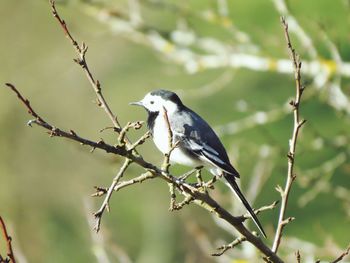 Bird perching on branch