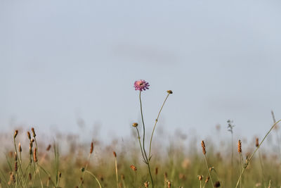 Close-up of flowering plant on field against sky