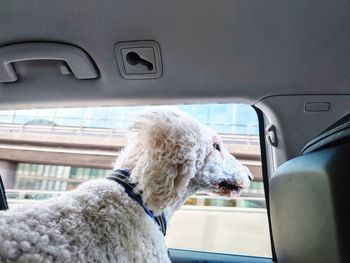 Dog in car