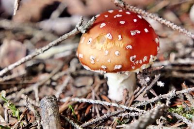 Close-up of mushroom in forest