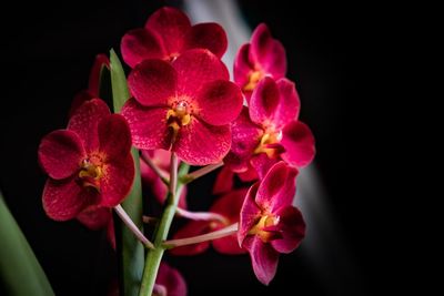 Close-up of red flowers blooming against black background