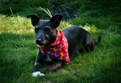 Portrait of dog sitting on grass