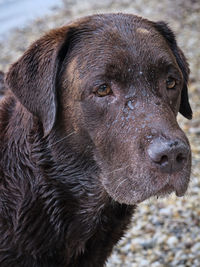 Close-up of dog
