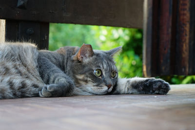 Close-up portrait of a cat resting