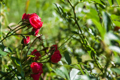 Close-up of red flower growing on tree