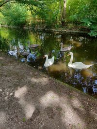 Ducks swimming in lake