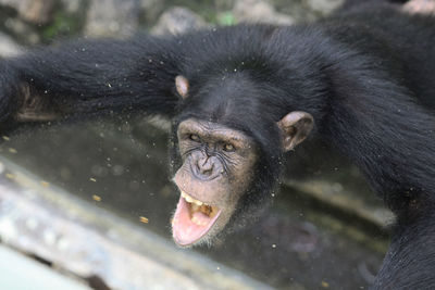 Close-up of a monkey